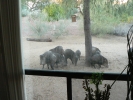 PICTURES/Javalina/t_Group Outside Window.JPG